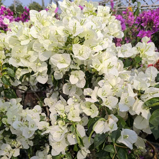 Subhra White (Bougainvillea)