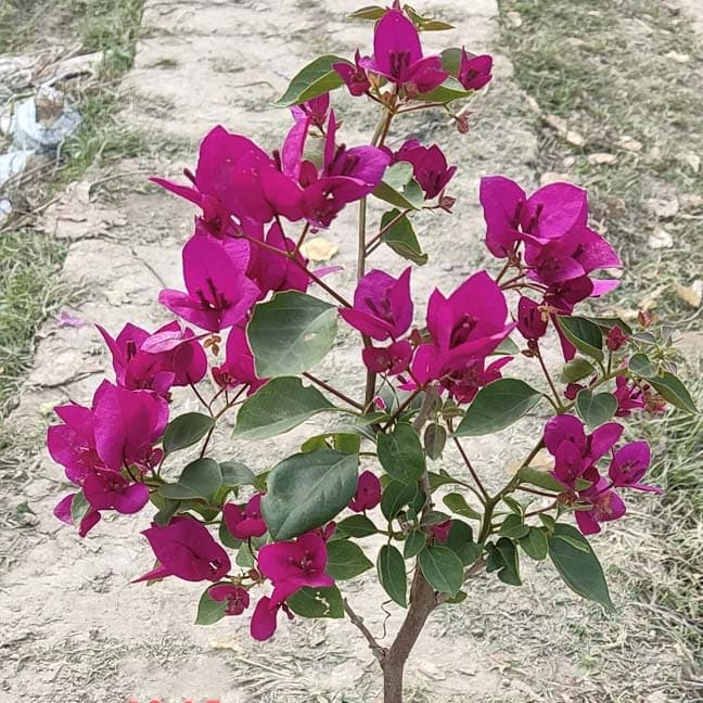 Thai Rani