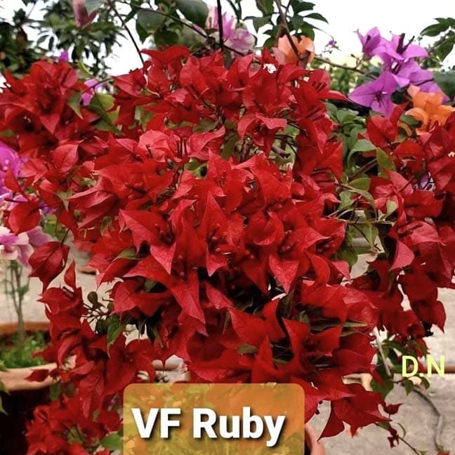 VF Ruby