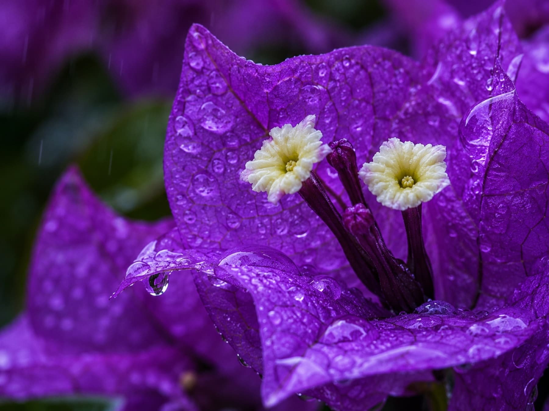A rain-kissed bougainvillea bloom from Diluar Nursery