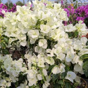 Subhra White (Bougainvillea)
