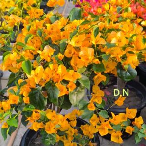 Lady Meri(California Gold)