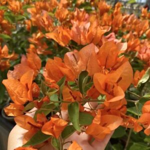 Aruna Orange