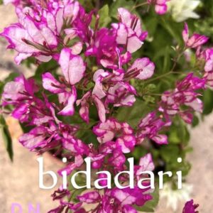 Bidadari