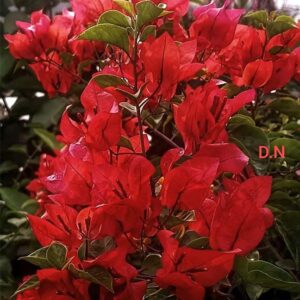 Chilli Red