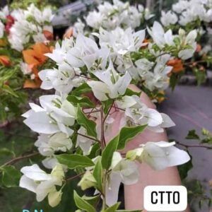 Chilli White