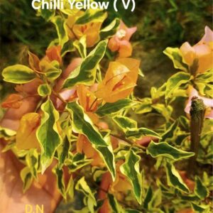 Chilli Yellow (V)