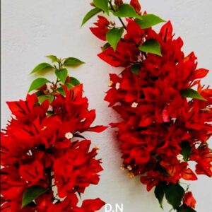 Foxtail Red