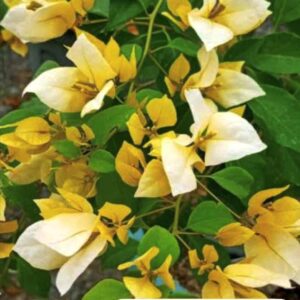 Foxtail Yellow
