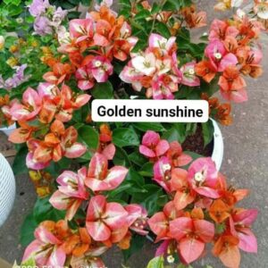 Golden Sunshine