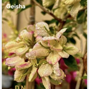Geisha