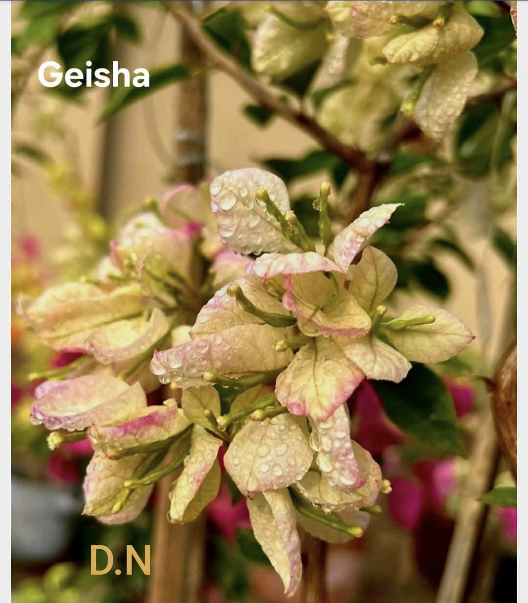 Geisha