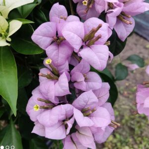 Lilac Formosa