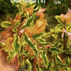 Chilli Yellow (V)