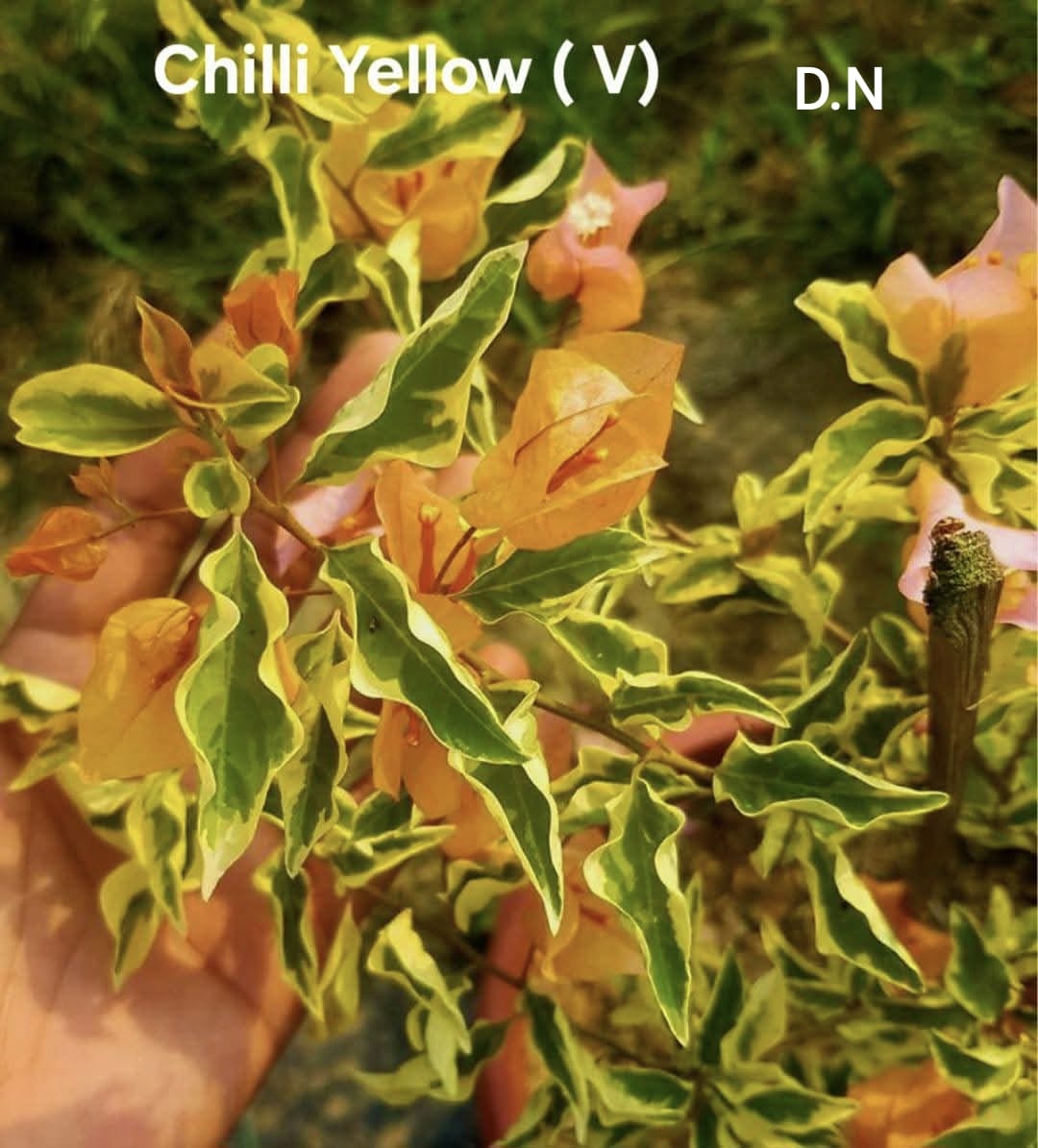 Chilli Yellow (V)