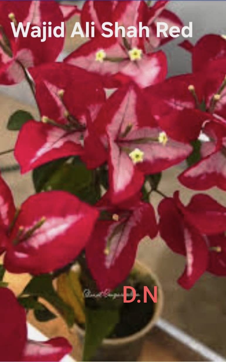 Wajid Ali Saha Red