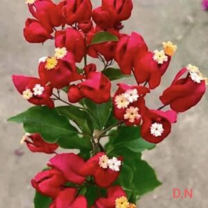 Red Tanglong