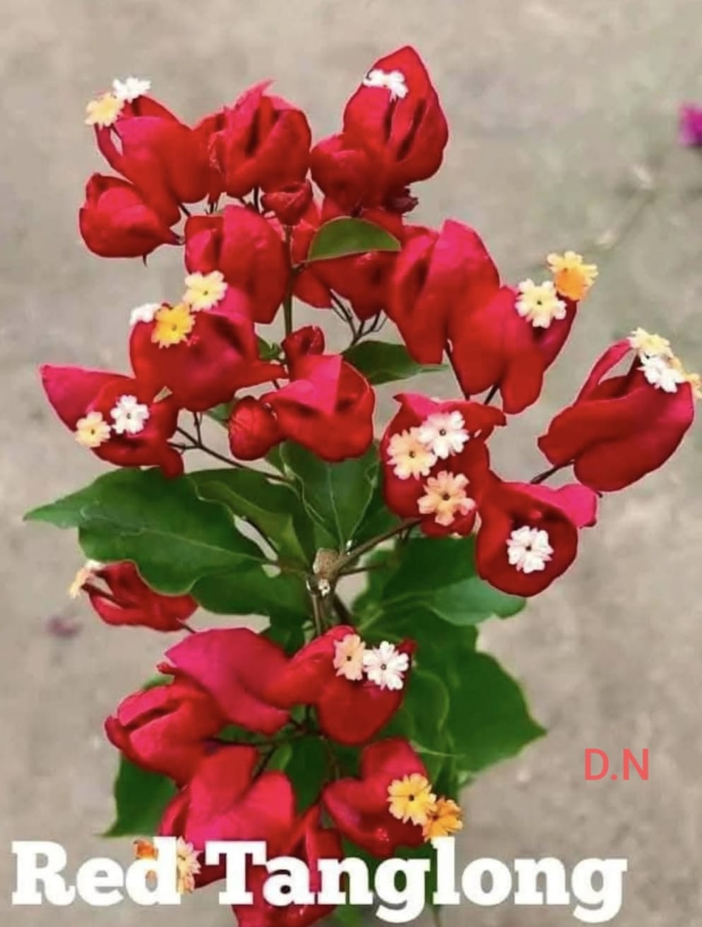 Red Tanglong