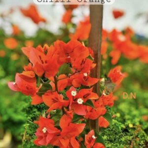 Chilli Orange