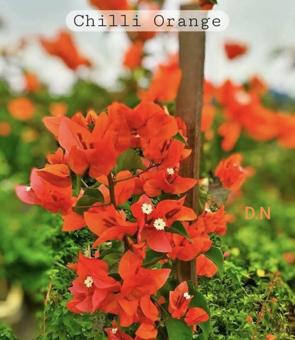 Chilli Orange