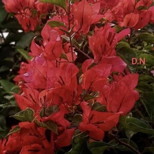 Chilli Red