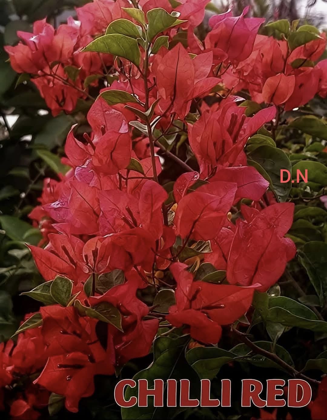 Chilli Red