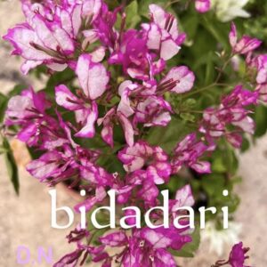 Bidadari