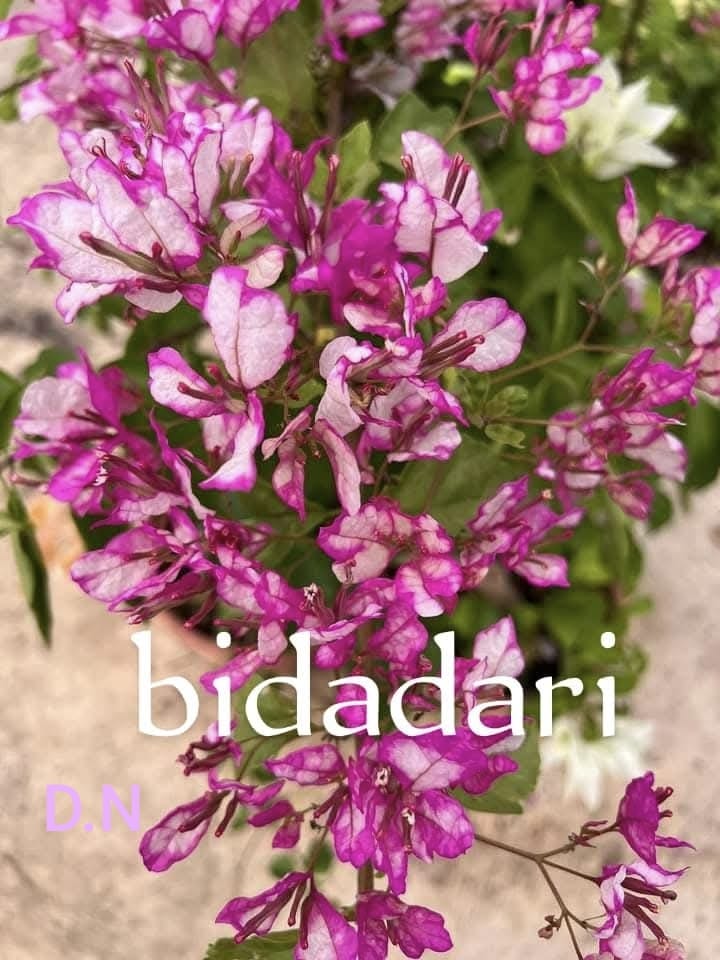 Bidadari