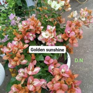 Golden Sunshine