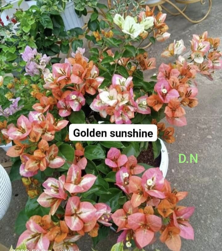 Golden Sunshine
