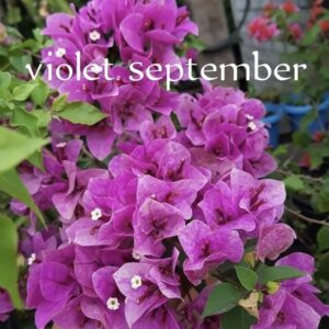Violet September