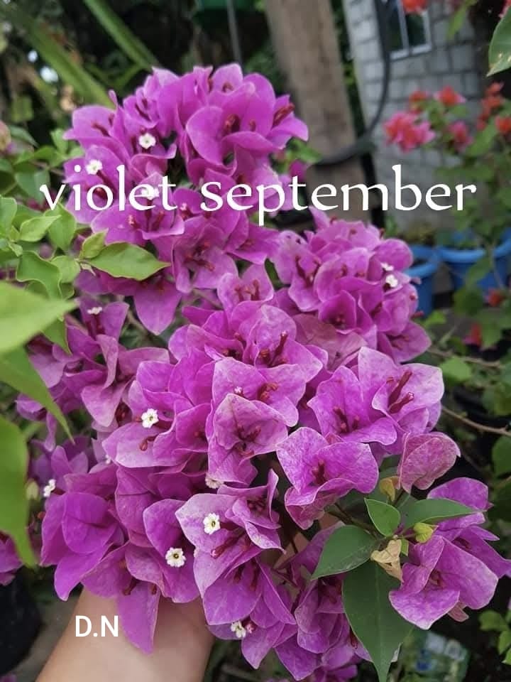 Violet September