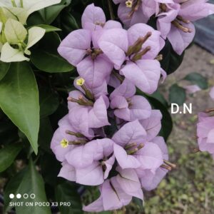 Lilac Formosa