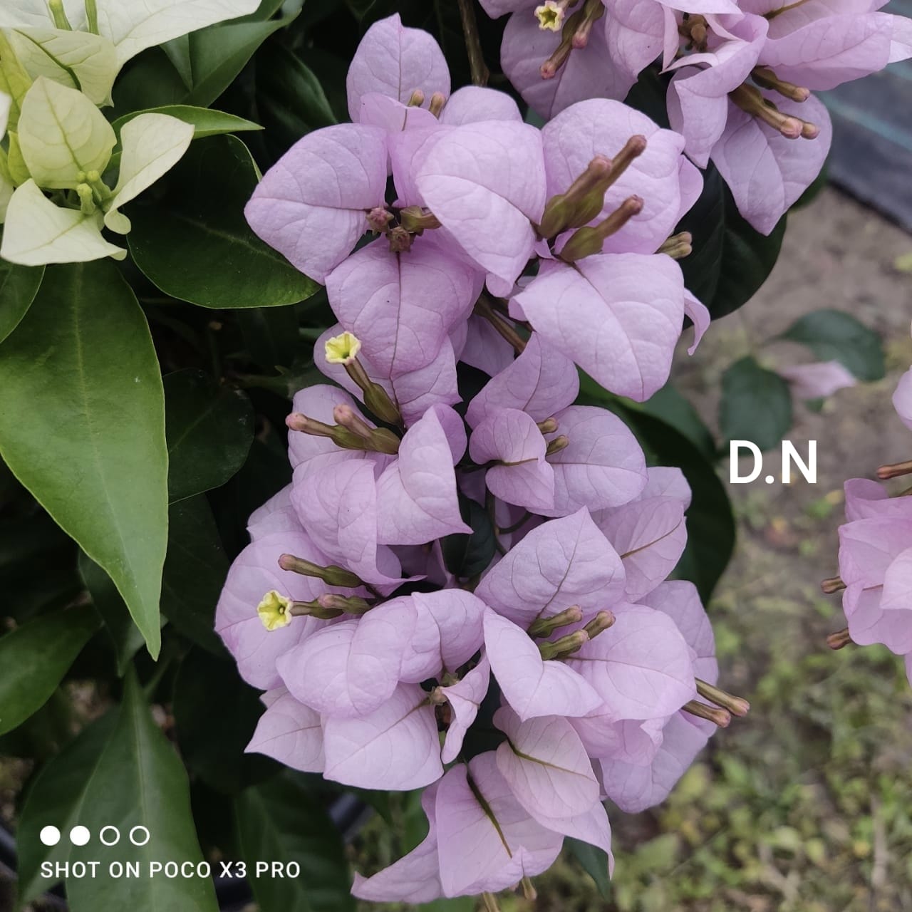 Lilac Formosa