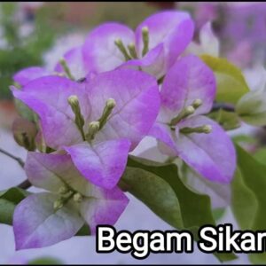 Begam Sikandar