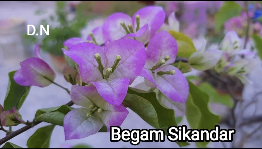Begam Sikandar