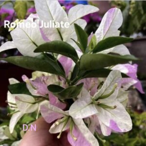 Romeo Juliate