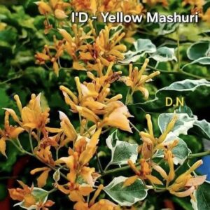 Yellow Mashuri