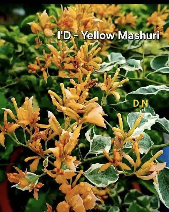 Yellow Mashuri