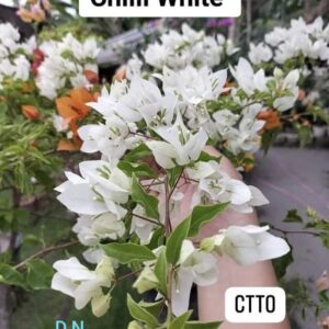 Chilli White