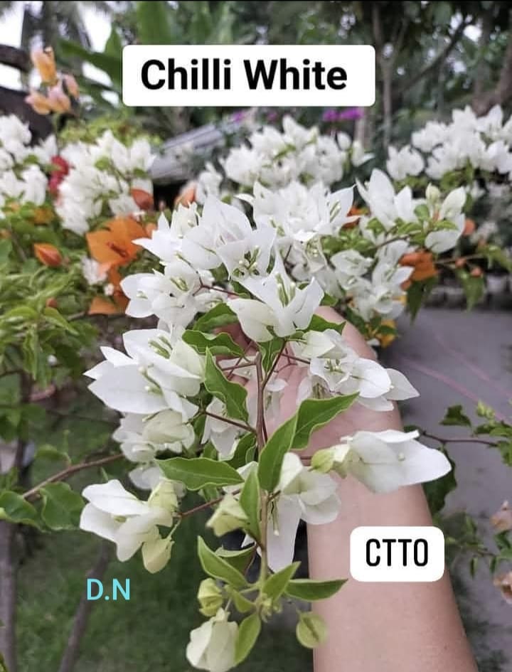 Chilli White