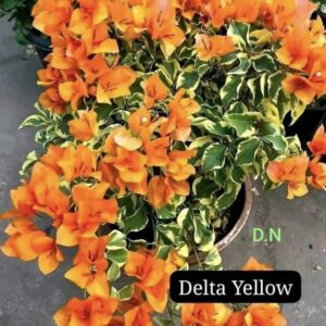 Delta Yellow