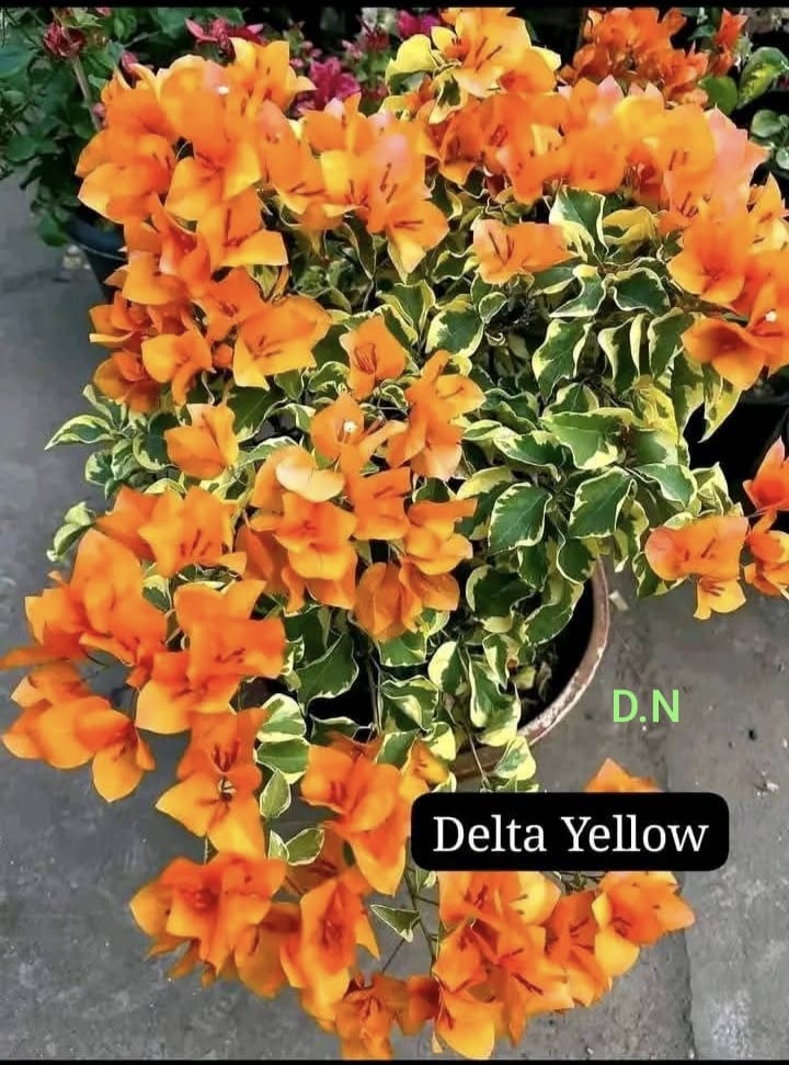 Delta Yellow