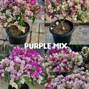Purple Mix