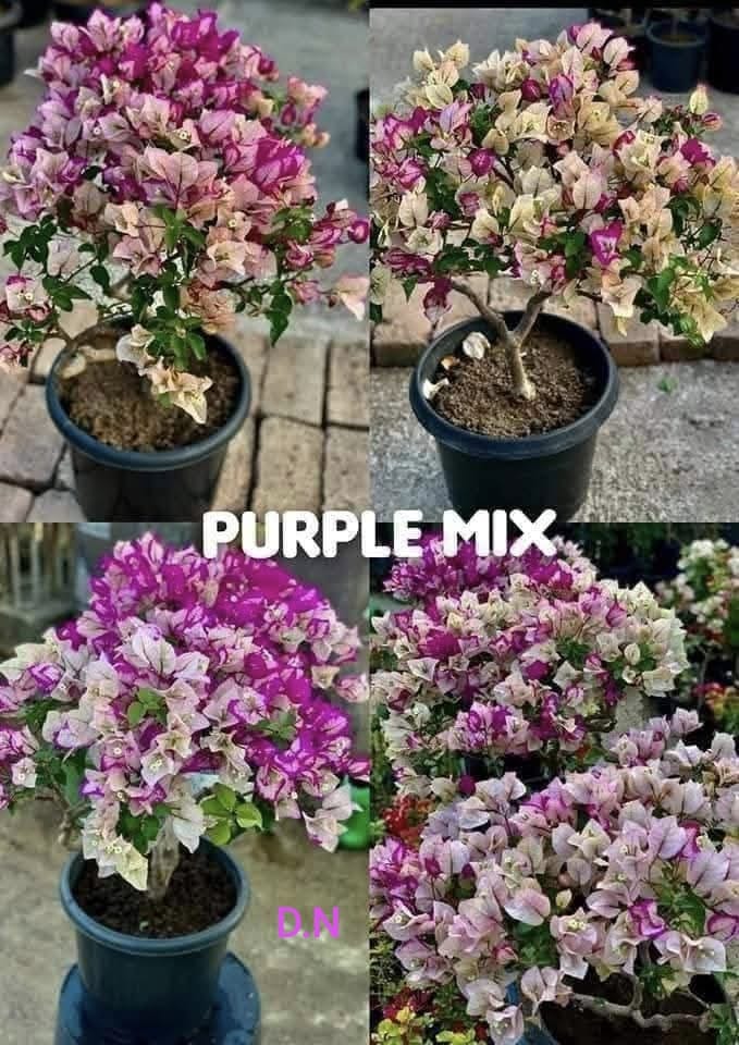 Purple Mix