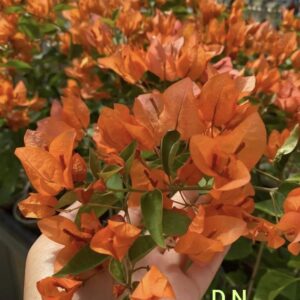 Aruna Orange