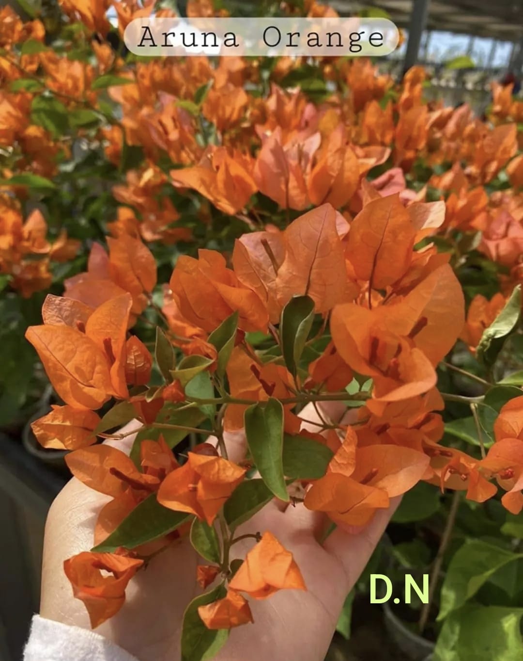 Aruna Orange
