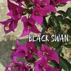 Black Swan