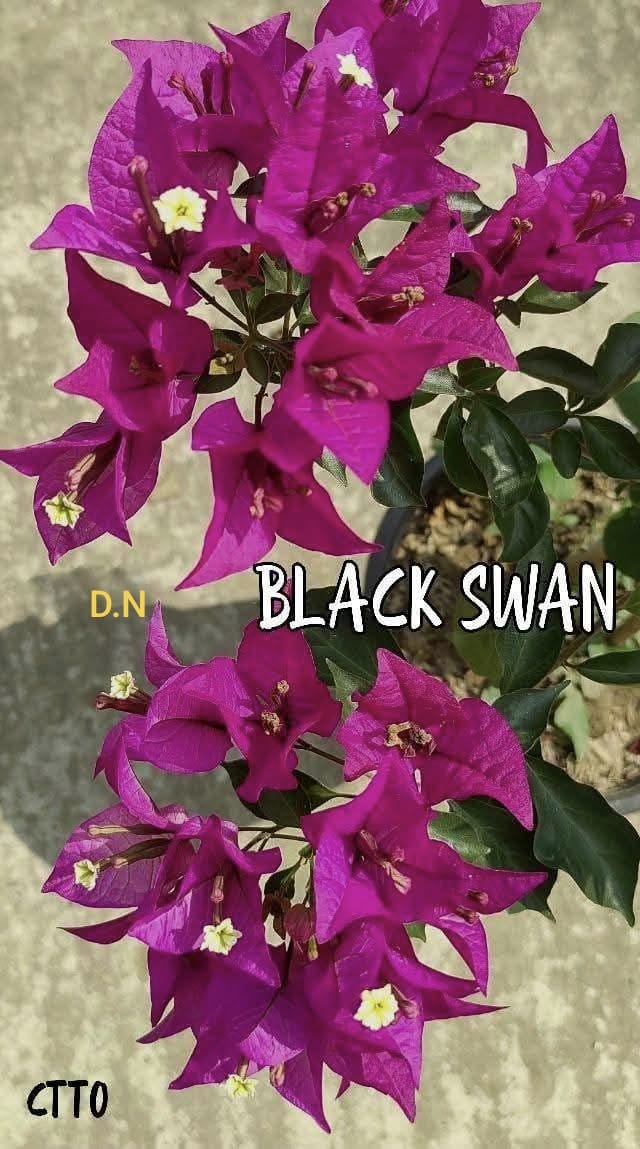 Black Swan