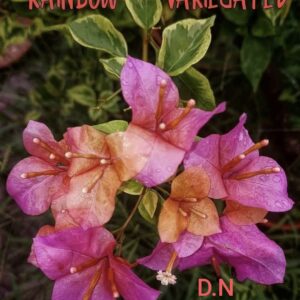 Rainbow Variegated
